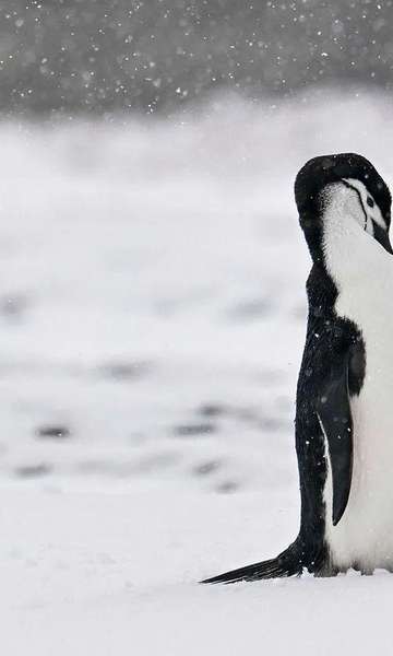 Por que pinguins não congelam?