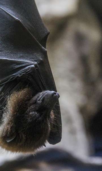 Por que os morcegos dormem de cabeça para baixo?