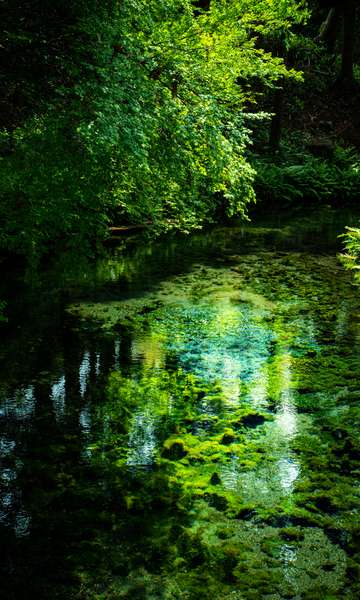 Banho de floresta, a terapia japonesa que reduz o estresse