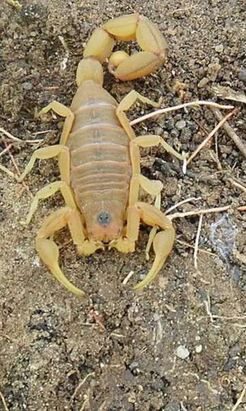 Conheça a espécie de escorpião mais perigosa do Brasil