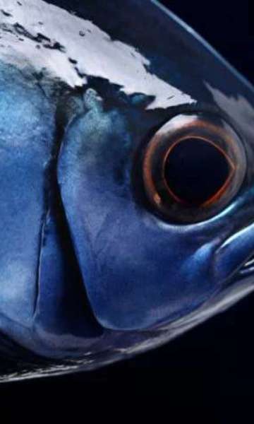 Peixe mais caro do mundo chega a custar R$ 800 no Brasil