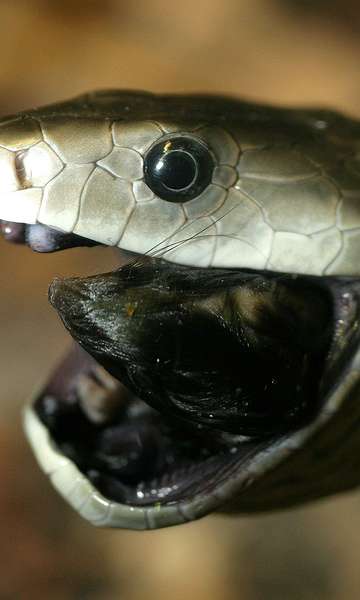 Como as cobras engolem presas maiores que suas cabeças?