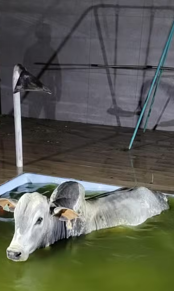 Onça na garagem, boi na piscina: confira 5 resgates inusitados de animais