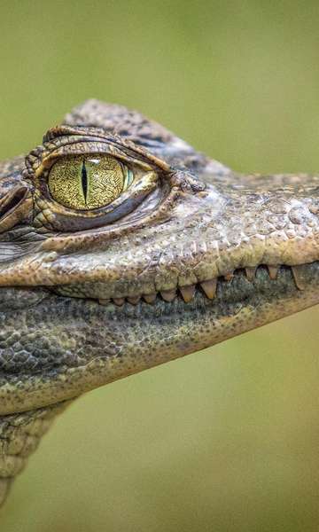 Qual a diferença entre jacaré, crocodilo e lagarto? 