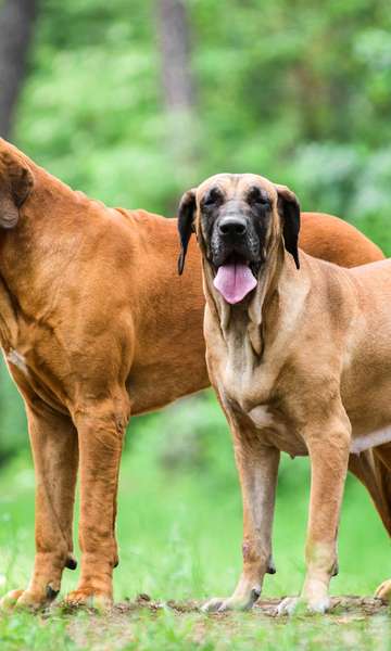 Pit bull, fila brasileiro e mais raças de cães 'proibidas' pelo mundo