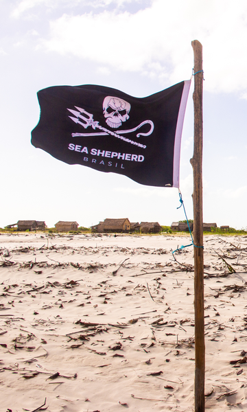 'Rebeldes com causa': como atua a Sea Shepherd, ONG que protege os oceanos