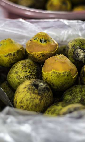Tukumã: conheça fruto da Amazônia que se tornou 'ouro' na indústria de cosméticos
