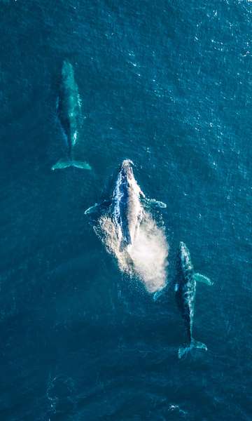 Curiosidades sobre as baleias que talvez você não saiba 