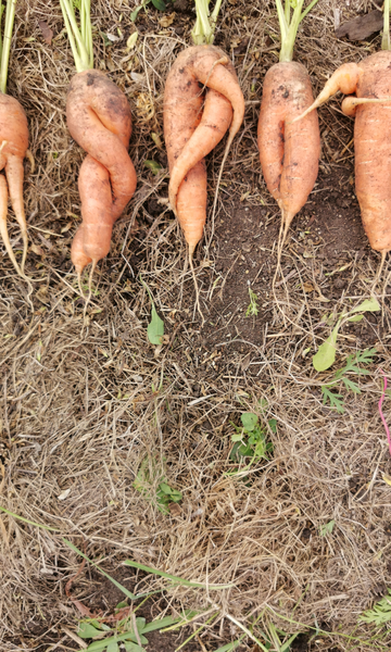 Vegetais também são 'vítimas' dos padrões de beleza, o que aumenta desperdício