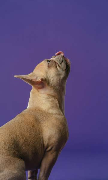 5 doenças que podem ser transmitidas pela saliva dos cães