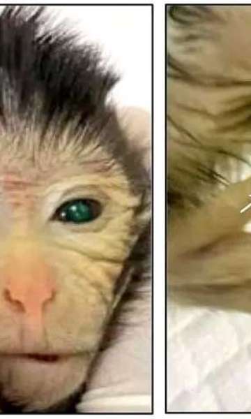 Macaco 'quimera': Cientistas da China criam animal fluorescente