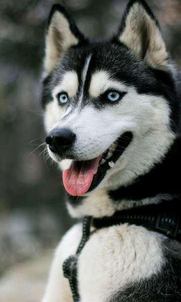 6 características do husky siberiano!