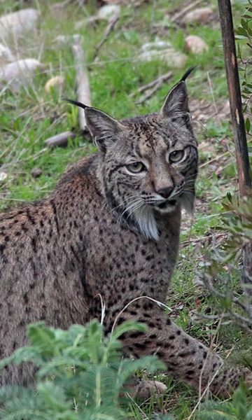 Como um felino raro deixou a lista de animais ameaçados de extinção