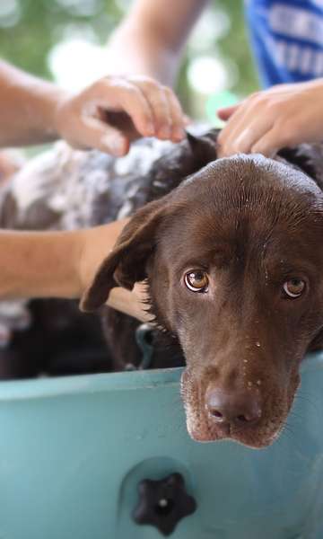 6 dicas para cuidar da higiene de cães e gatos