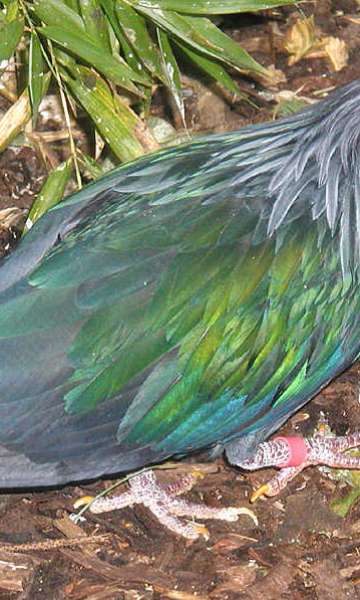 Plumas e cores: As aves mais belas do mundo