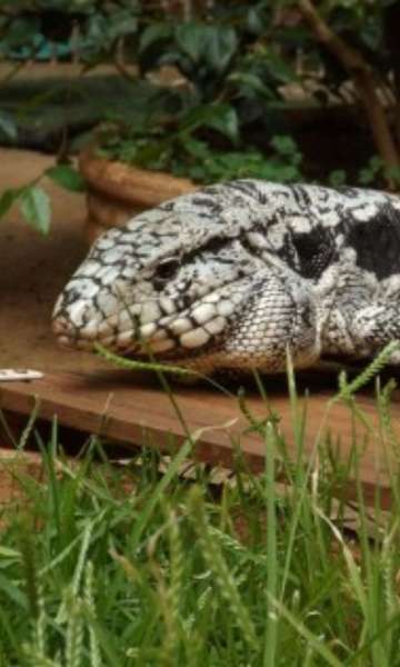 Conheça o teiú, lagarto capaz de regular a própria temperatura