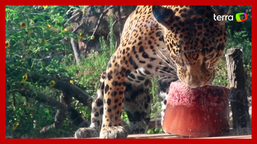 Onça-pintada ganha picolé de sangue de cavalo em meio à onda de calor nos  EUA