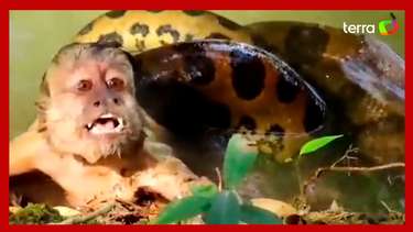 Macaco-prego é capturado por sucuri e salvo por turistas no MS