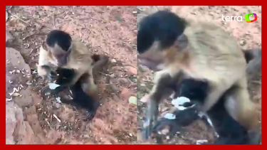 Macaco faz amizade com cachorro e o leva para passear na floresta