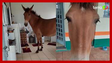 Mulher viraliza ao flagrar mula comendo manga dentro da cozinha de ...