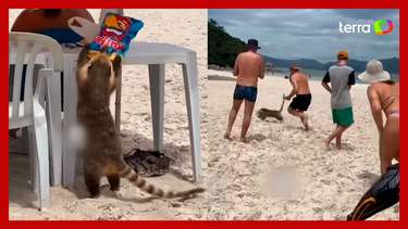 Quati é flagrado 'furtando' pacote de batatas e fugindo em praia de SC