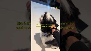 Influencer viraliza ao receber cachorro errado de pet shop: 'Quem ...