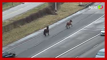 Cavalos escapam de estábulo e são flagrados no meio de rodovia ...