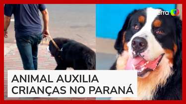 Cachorro é adotado por tribunal e se torna o primeiro a atuar no ...