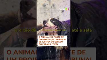Cachorro é adotado por tribunal e se torna o primeiro a atuar no ...