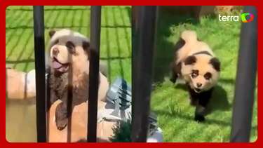 Zoológico da China admite ter pintado cachorros para serem ...