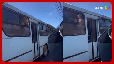 Motociclista flagra cavalos sendo transportados dentro de ônibus ...