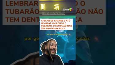 Sereia' tem cabeça mordida por peixe enquanto nadava em aquário na ...