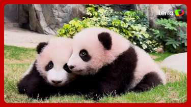 Dupla de irmãos pandas de seis meses chamam atenção em Hong Kong