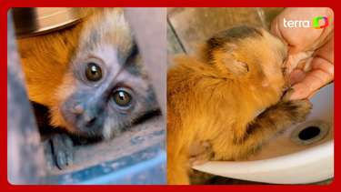 Macaquinho se esconde atrás de roda após veterinário parar carro ...