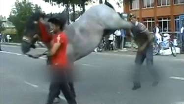 Cavalo é agredido com chutes e chicotadas após empacar em rua de