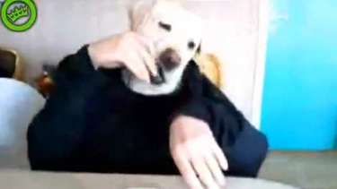 Cão que come com mãos humanas vira hit na web