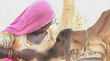 Mulher amamenta bezerra órfã na Índia
