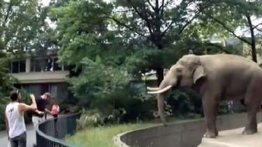 Elefante joga fezes com a tromba em visitante de zoo