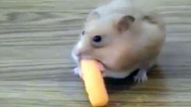 Hamster faminto come vários salgadinhos de uma vez só