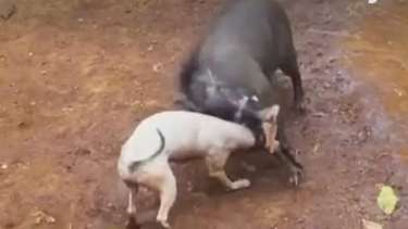 Cães e javalis se enfrentam em polêmico torneio na Indonésia