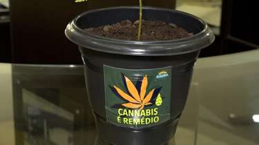Mulher que faz uso medicinal da cannabis é impedida de entrar na ...