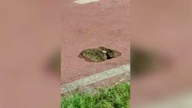 Vídeo: Durante caminhada, morador se depara com cobra cascavel no
