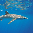 Tubarões de mais de 2 metros são encontrados em praia de Portugal