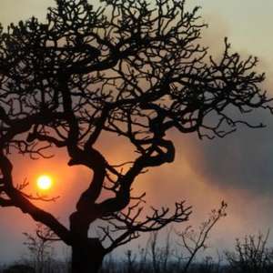 Incêndio atinge áreas do Parque Nacional de Brasília