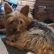 Cachorro dado como morto é encontrado vivo em cidade gaúcha