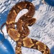Cobra mais perigosa do Brasil é encontrada em região residencial de Santa Catarina