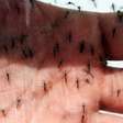 Rio Grande do Sul supera soma de mortes por dengue em toda série histórica