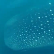 Maior peixe do mundo, tubarão-baleia 'passeia' em praia do Rio de Janeiro; assista