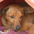 Cachorro anda 12 km sozinho e comparece a velório do tutor em Minas Gerais