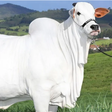 Filhote de vaca mais cara do mundo é vendida a R$ 3 milhões